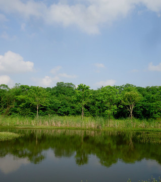 湖边小树林