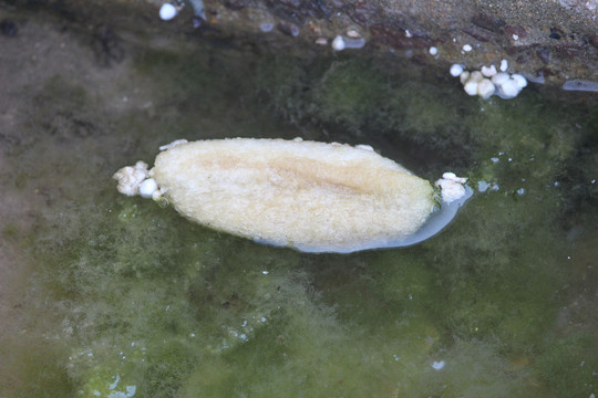 海生物