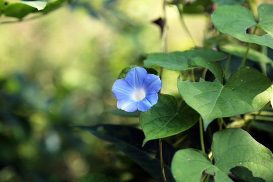 蓝色牵牛花