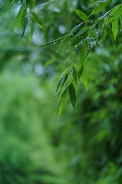 雨后绿植