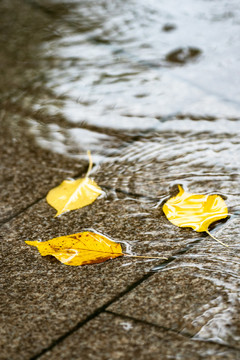 雨中落叶