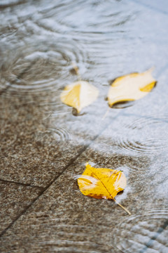 雨中落叶