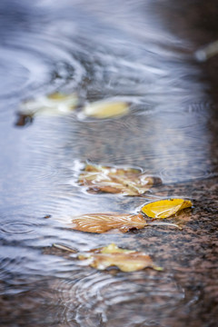 雨中落叶