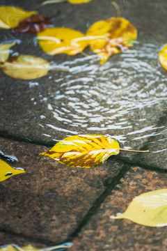 雨中落叶