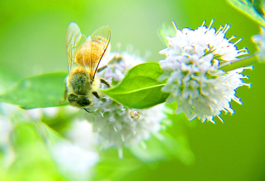 花卉蜜蜂