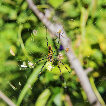 一只蜘蛛网上捕食的络新妇蛛
