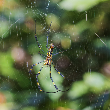 一只蜘蛛网上待动的络新妇蛛