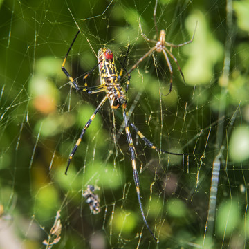 一只蜘蛛网上的络新妇蛛