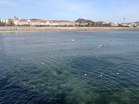 海鸥青岛