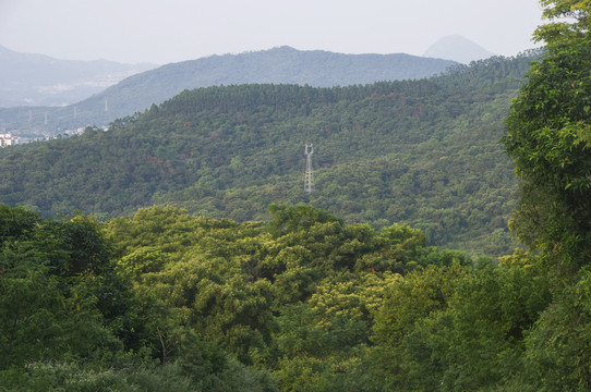 丘陵森林风景