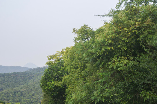 绿植植物景观