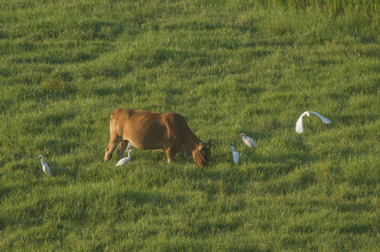 白鹭与黄牛生态风景