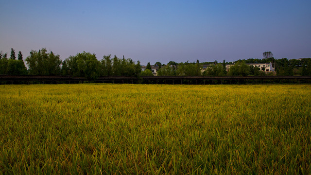 麦田