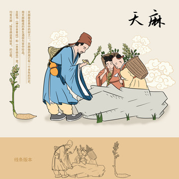 传统中药天麻插画