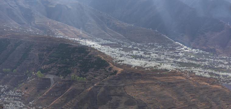 四川阿坝金川春天梨花风景