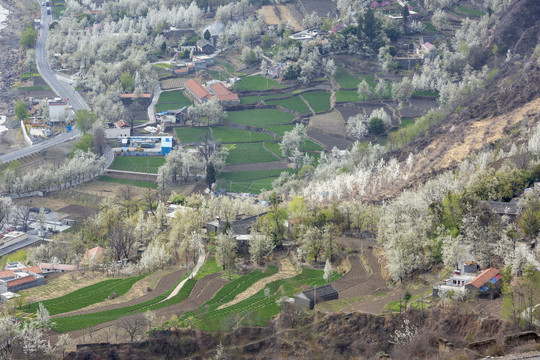 阿坝州金川梨花风景