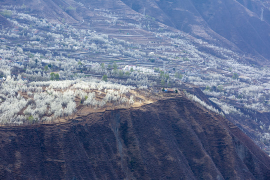 阿坝州金川梨花风景