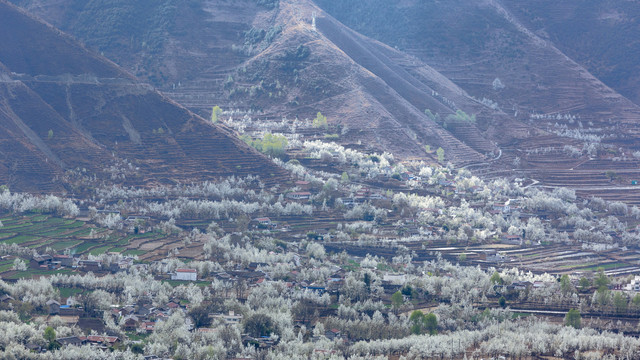 阿坝州金川梨花风景