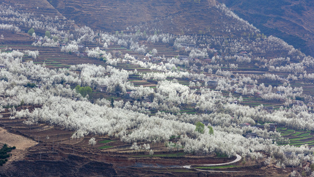 四川阿坝金川春天梨花风景