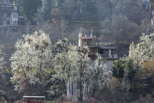 阿坝州金川中路藏寨春天风景