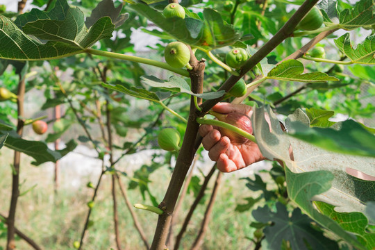 新鲜无花果