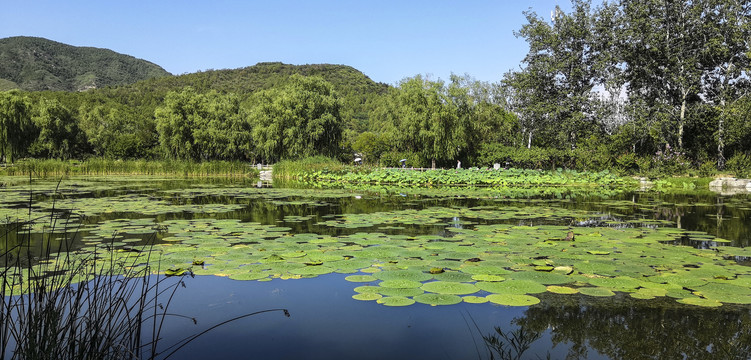 北京植物园湖上的睡莲