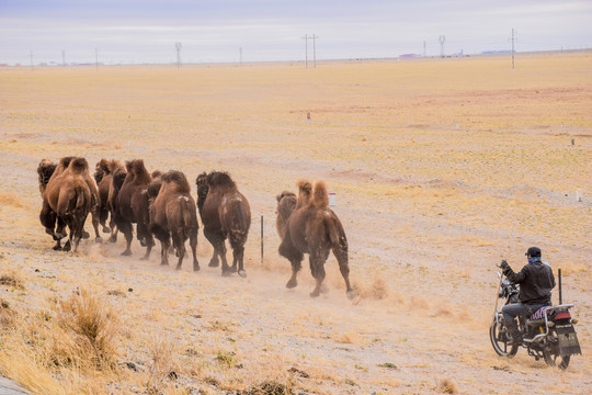 内蒙古锡林郭勒草原的骆驼