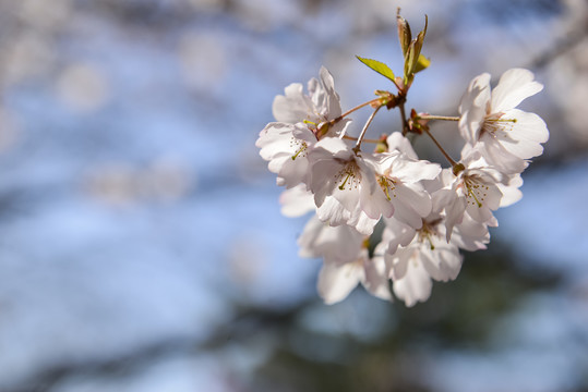 盛开樱花