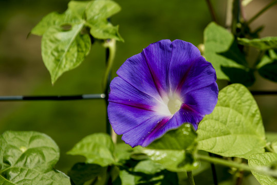 牵牛花