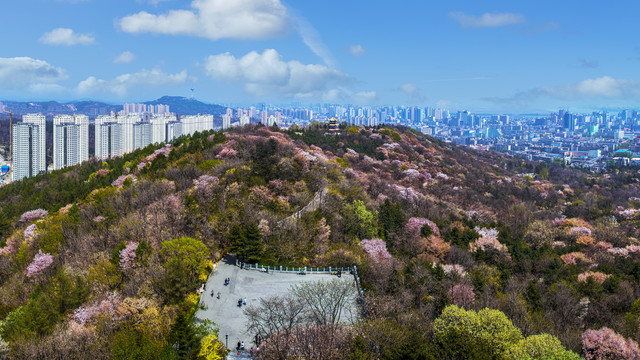 丹东锦江山樱花盛开季