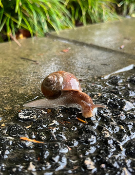雨中蜗牛