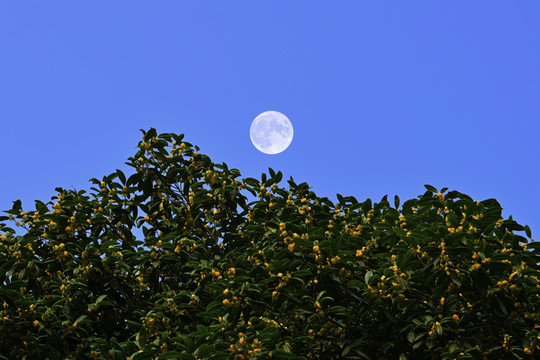 一轮明月满树桂花