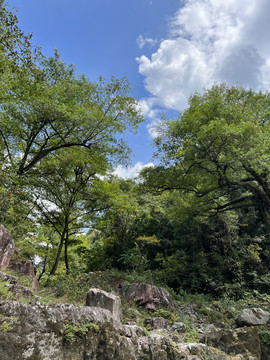 岩石森林蓝天风景