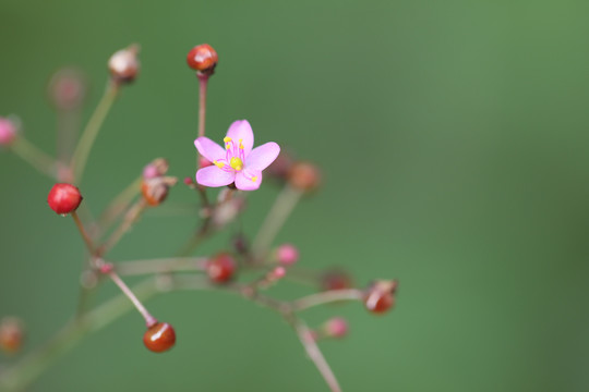 参花