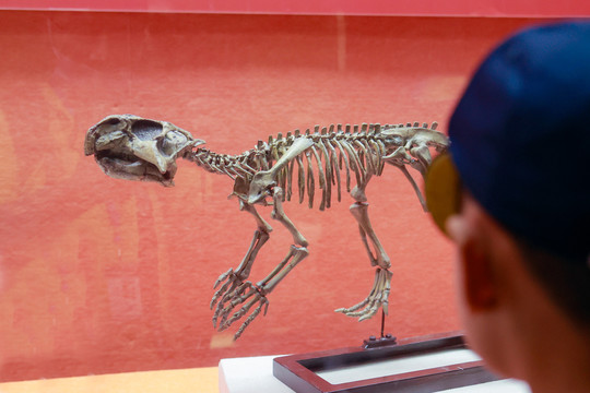 恐龙展览恐龙化石恐龙蛋骨架