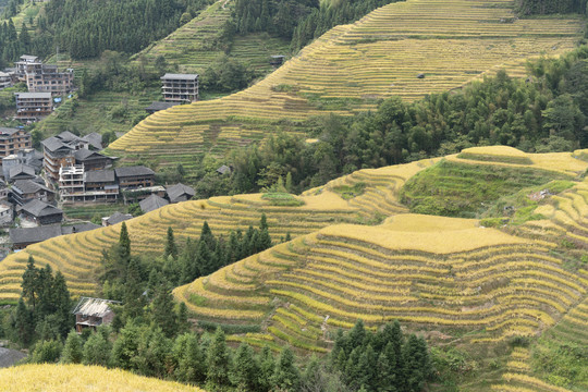 龙胜梯田