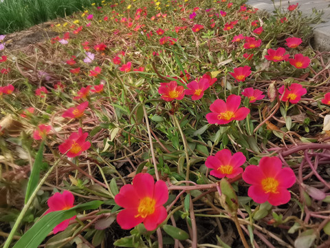 马齿笕花