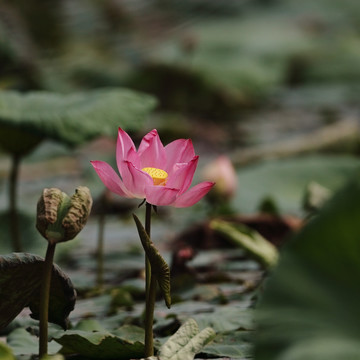 荷花