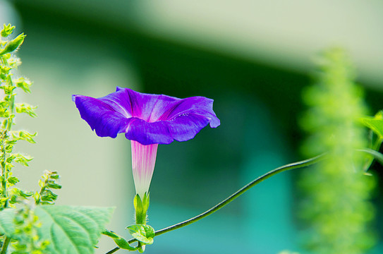 牵牛花盛开景致美