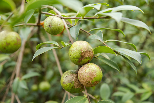 茶油籽