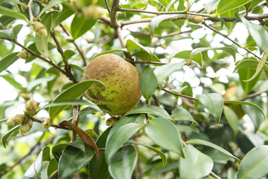 茶油籽