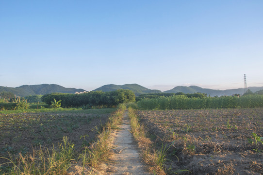 田间土路风景