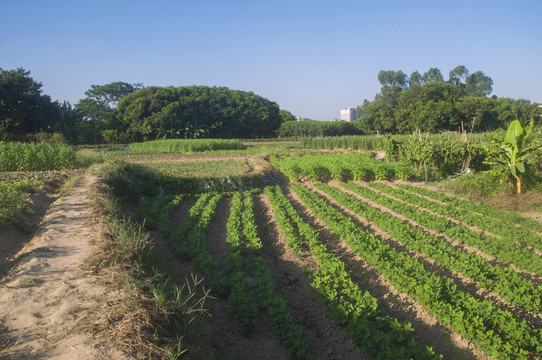 农田田野风景