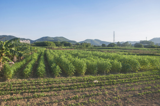 乡村芝麻地地瓜田