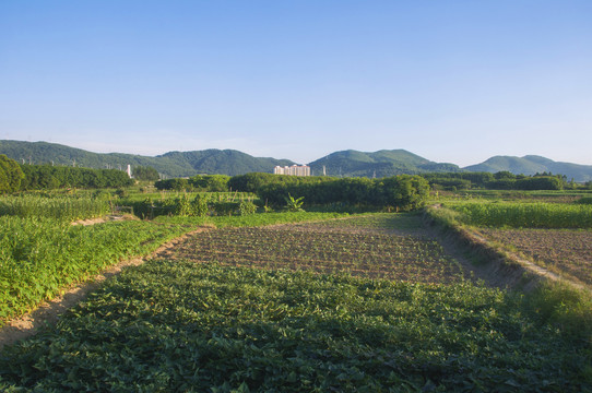 福建地瓜田