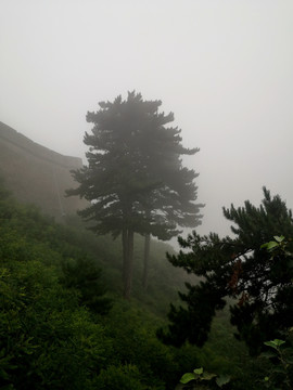 烟雨松树