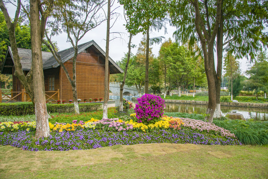 公園綠化菊花