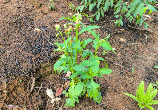 野茼蒿