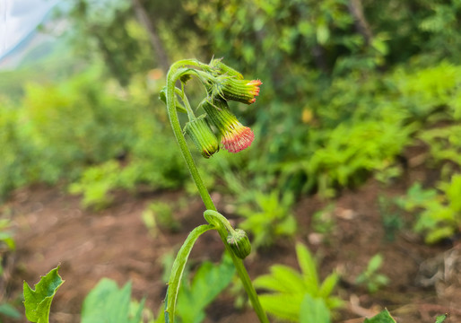 野茼蒿