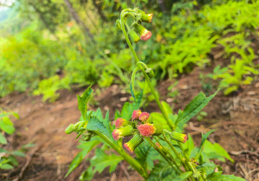 野茼蒿